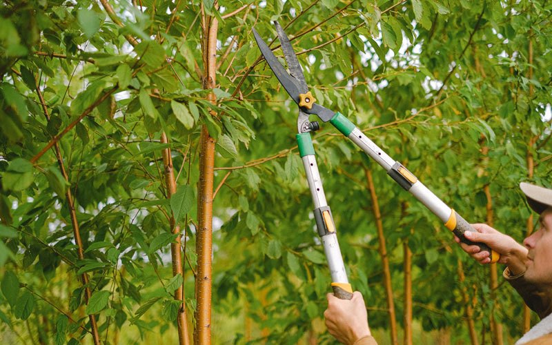 Tree trimming in Leitchfield, KY